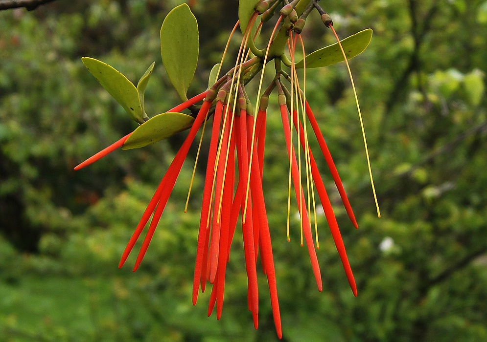 aetanthus-mutisii.jpg