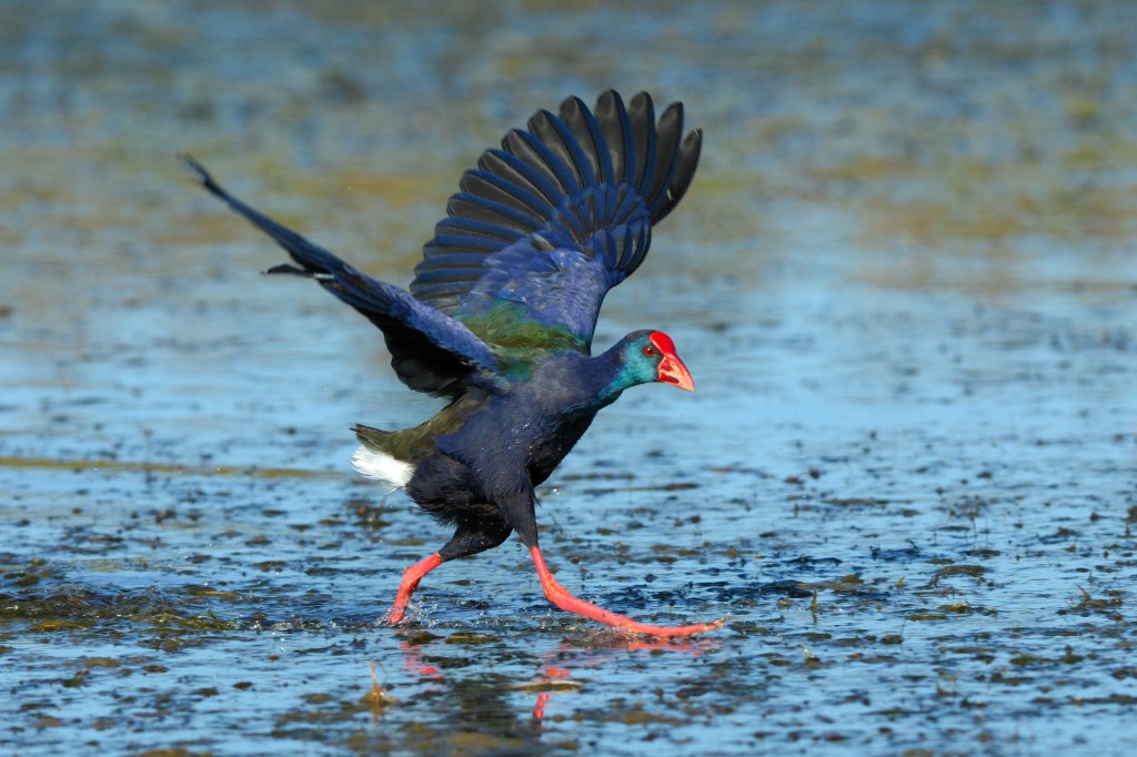AFRICAN-PURPLE-SWAMPHEN-2994-1024x682.jpg