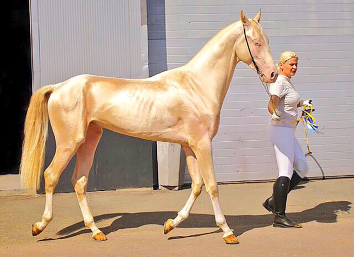 Akhal-Teke-05.jpg