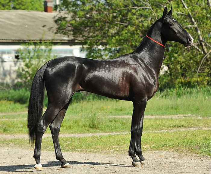 Akhal-Teke-06.jpg