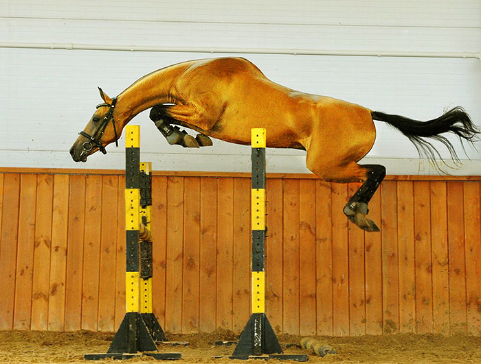 Akhal-Teke-08.jpg