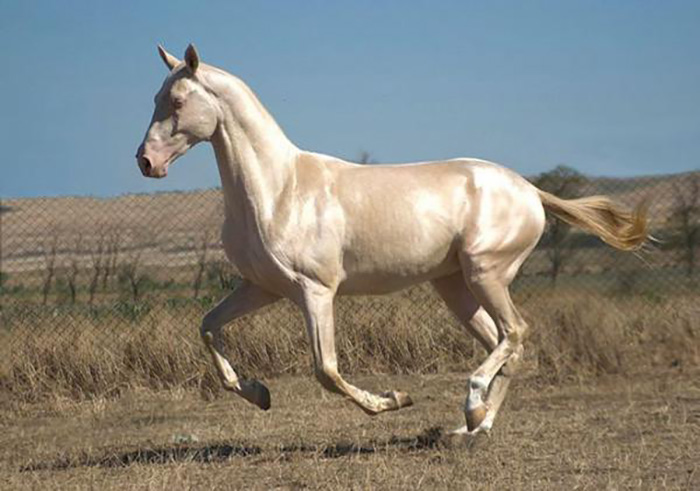 Akhal-Teke-10.jpg