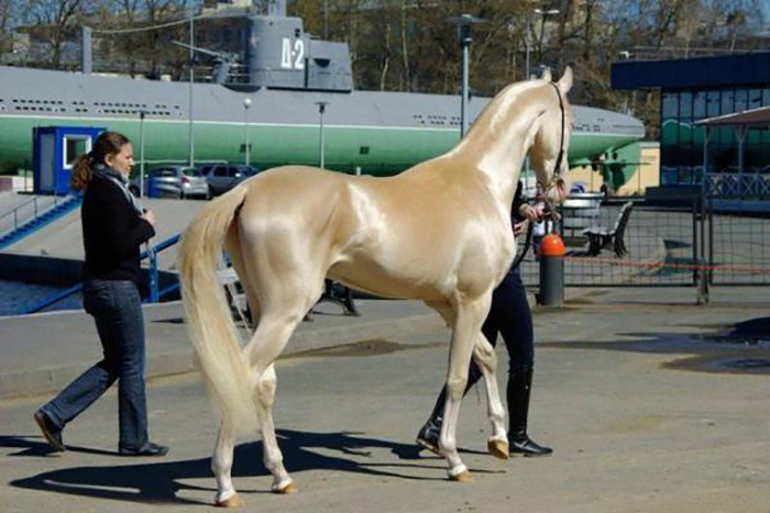 Akhal-Teke-12.jpg