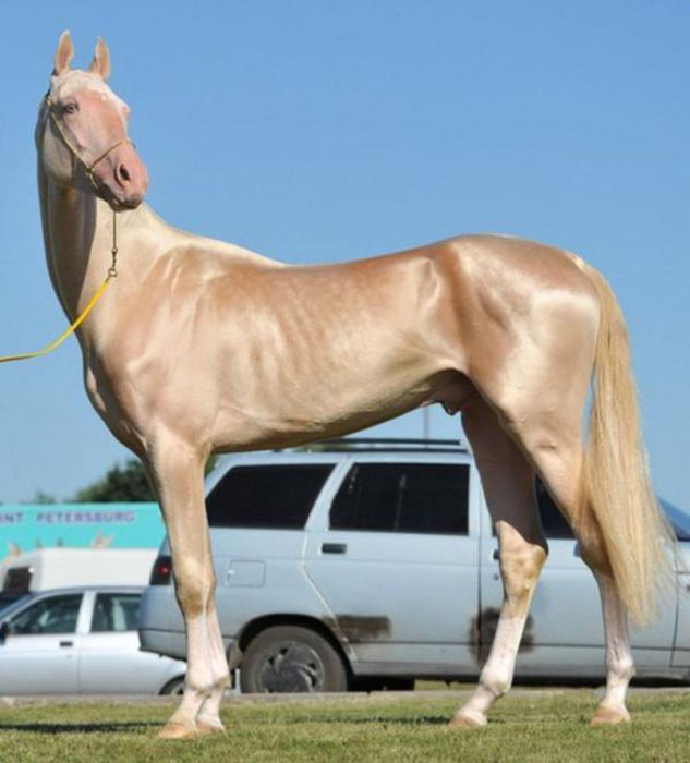 Akhal-Teke-14.jpg
