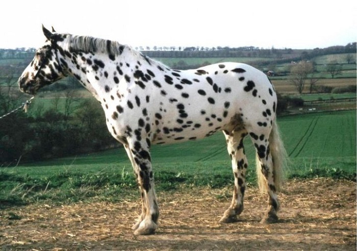 ALeopardAppaloosa-16.jpg