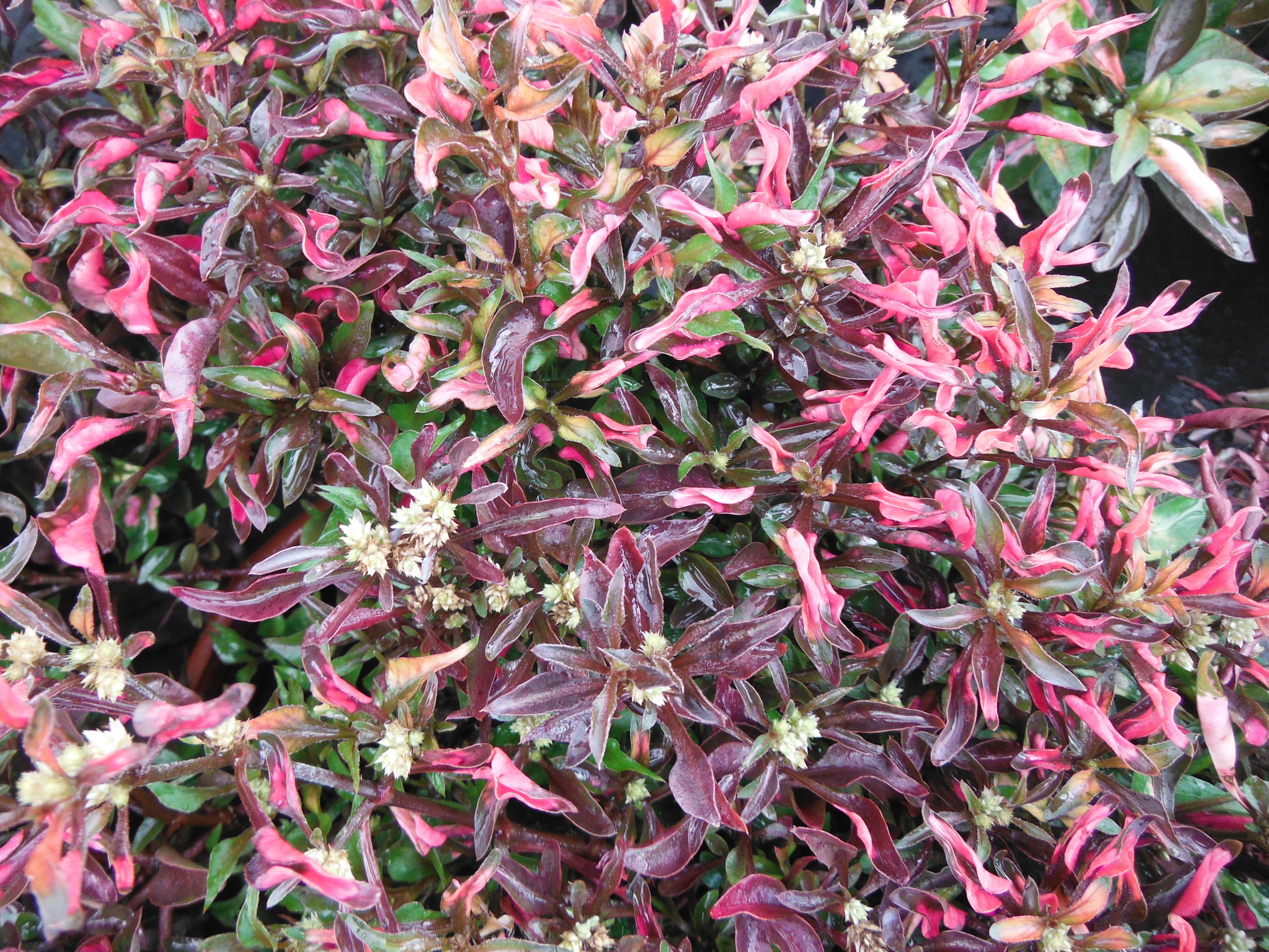 Alternanthera-ficoideaJosephs-Coat1.jpg
