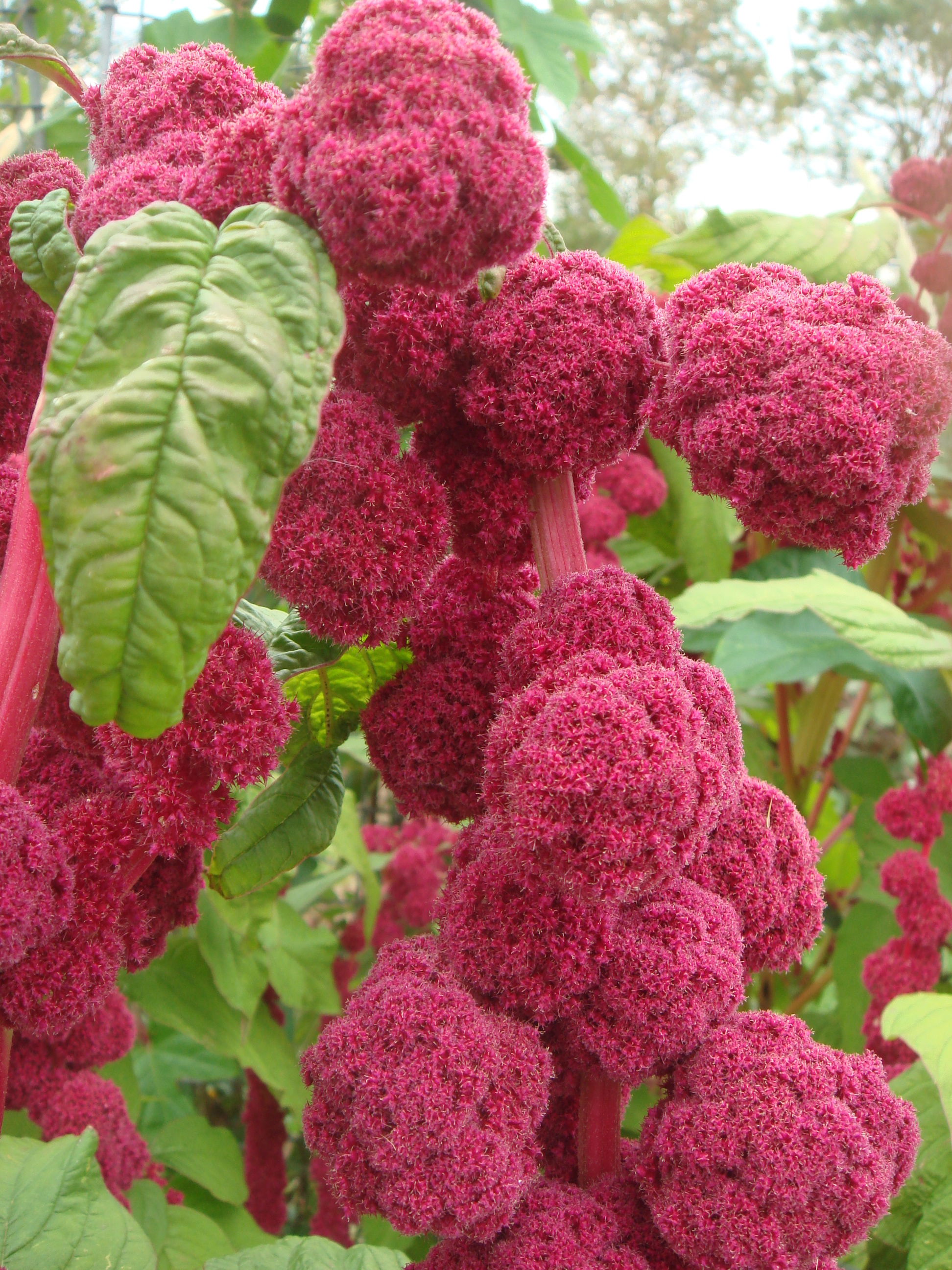 Amaranthus caudatus 'Pony Tails' fleur.JPG