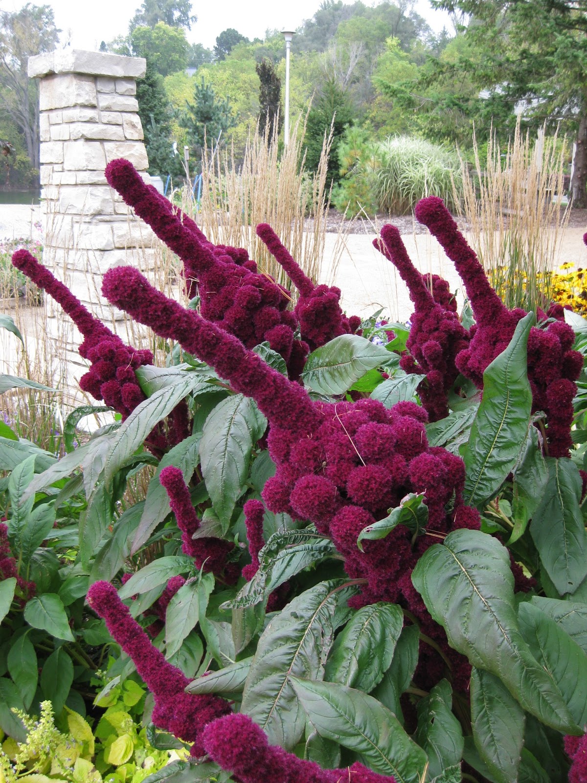 Amaranthus 'Fat Spike' 6.jpg