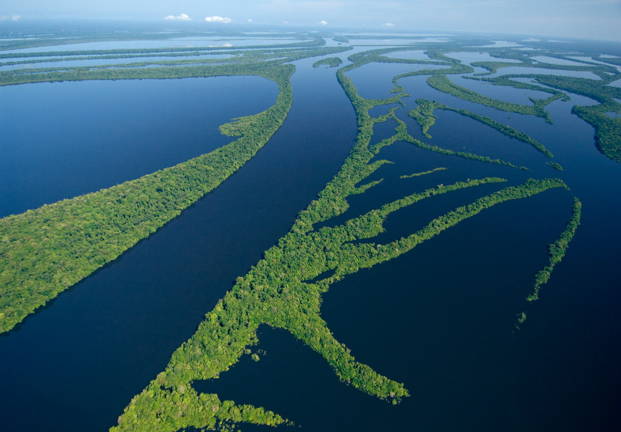 Amazônia Papel de Parede (5).jpg