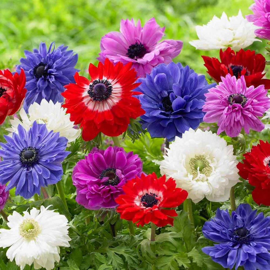 Anemonyi-48.jpg