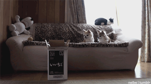 anigif-enhanced-buzz-12758-1366465869-11.gif