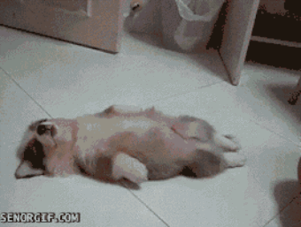 anigif_enhanced-buzz-1608-1377019873-24.gif