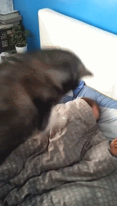 animalgif2.gif