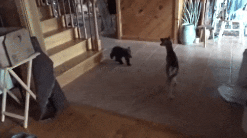 animatsionnye-gifki-besplatno-humoraf.ru-1.gif