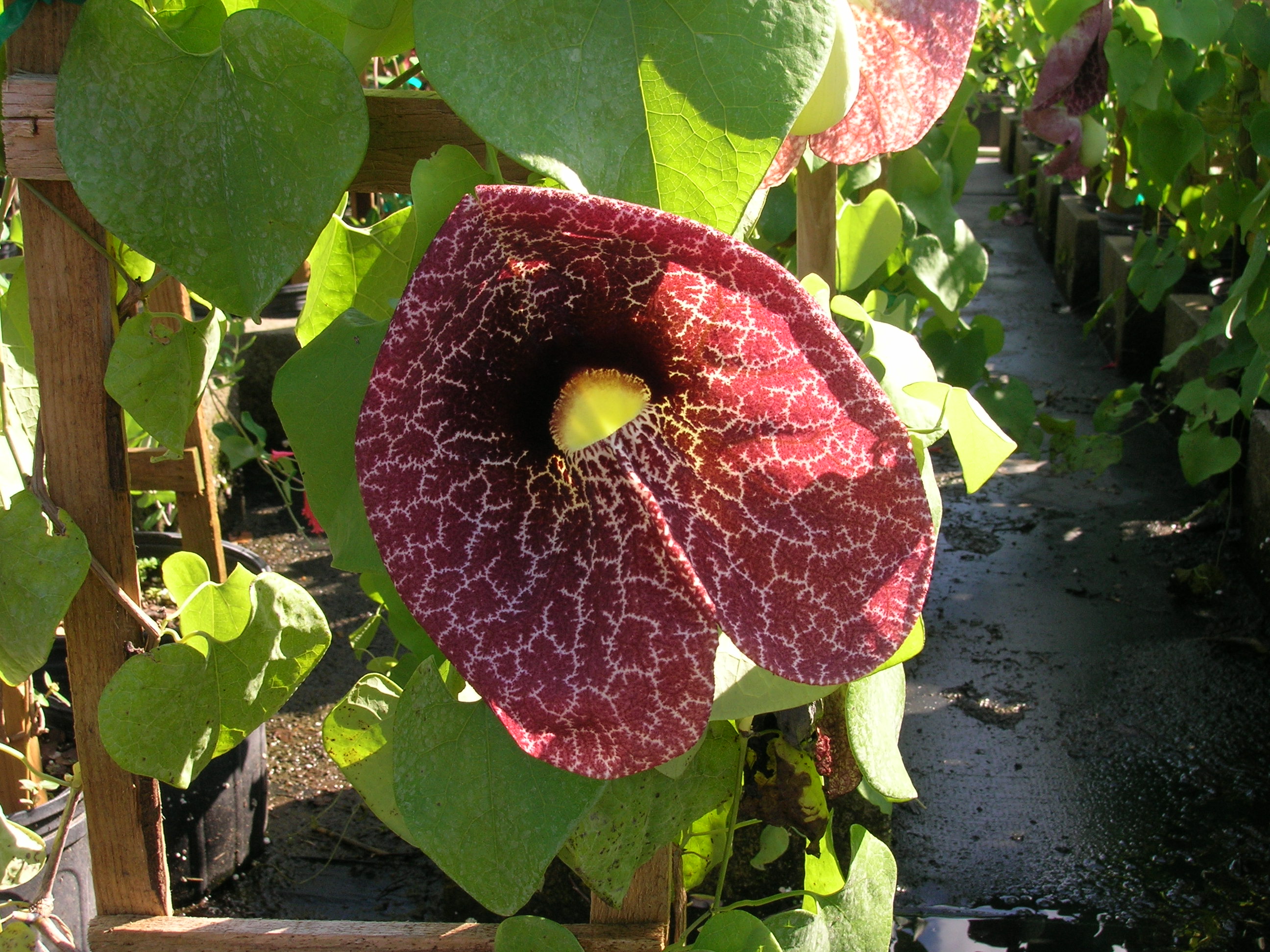 Aristolochia-elegans-Calico-Flower.jpg