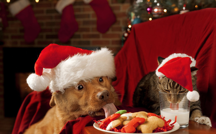 Articles-Animals-12-01-14.jpg
