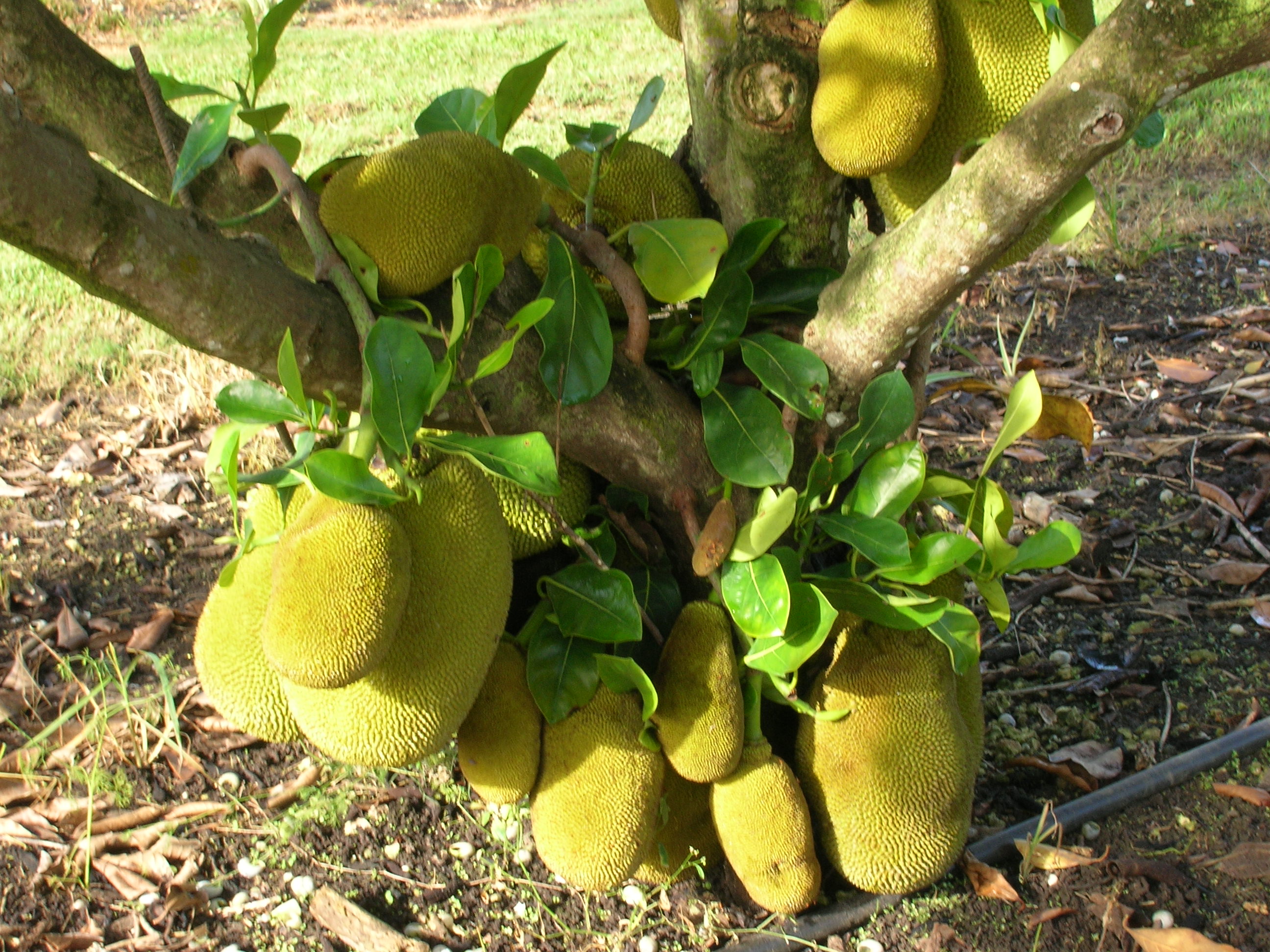 Artocarpus-heterophyllus-Jackfruit1.jpg