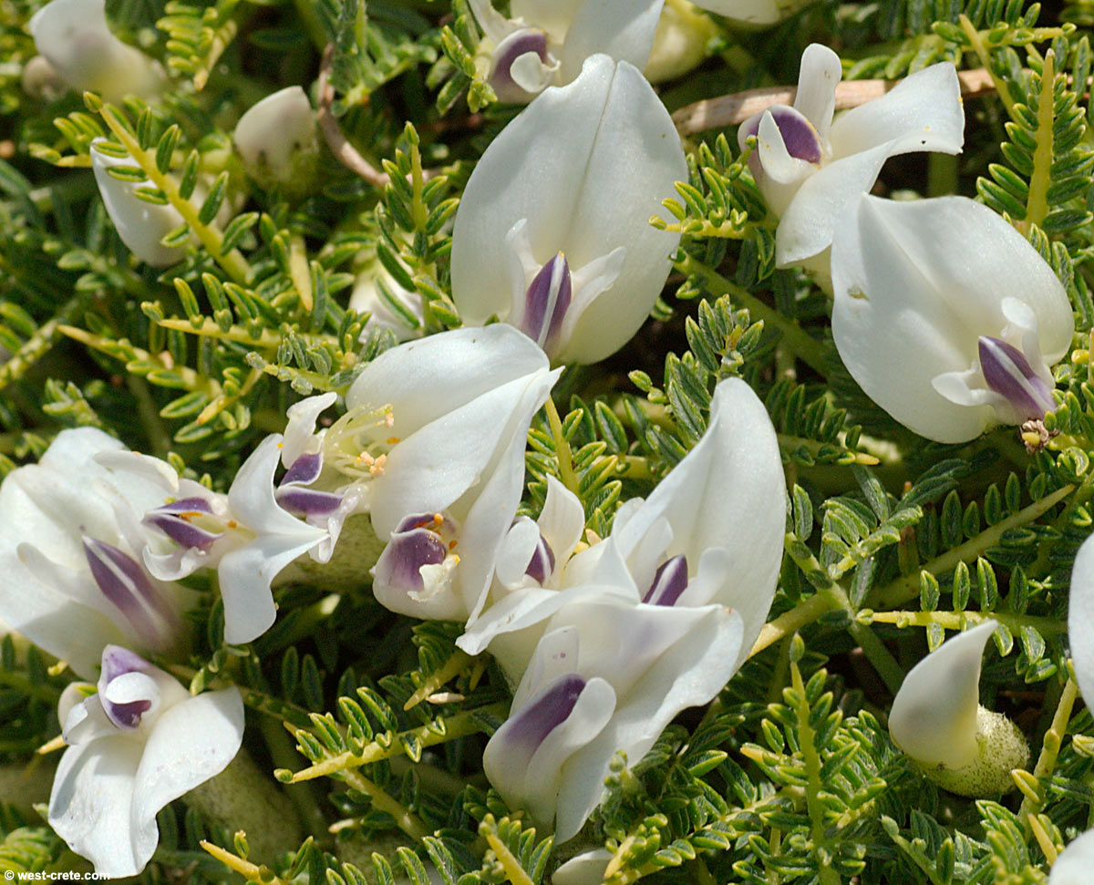 astragalus_angustifolius-3large.jpg