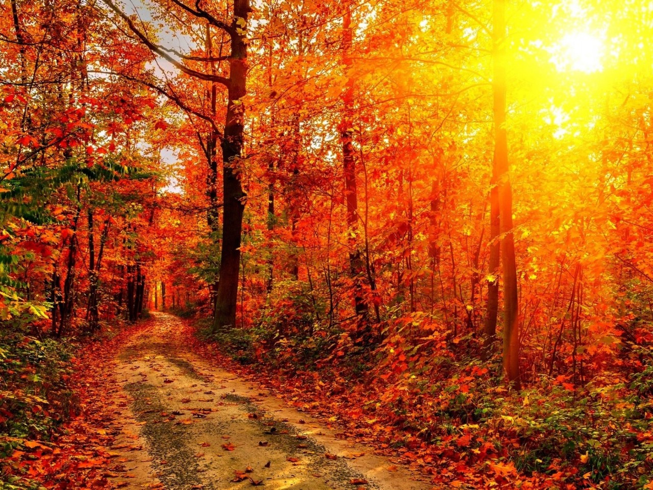 Autumn-Sun-2560x1600-1280x960.jpg