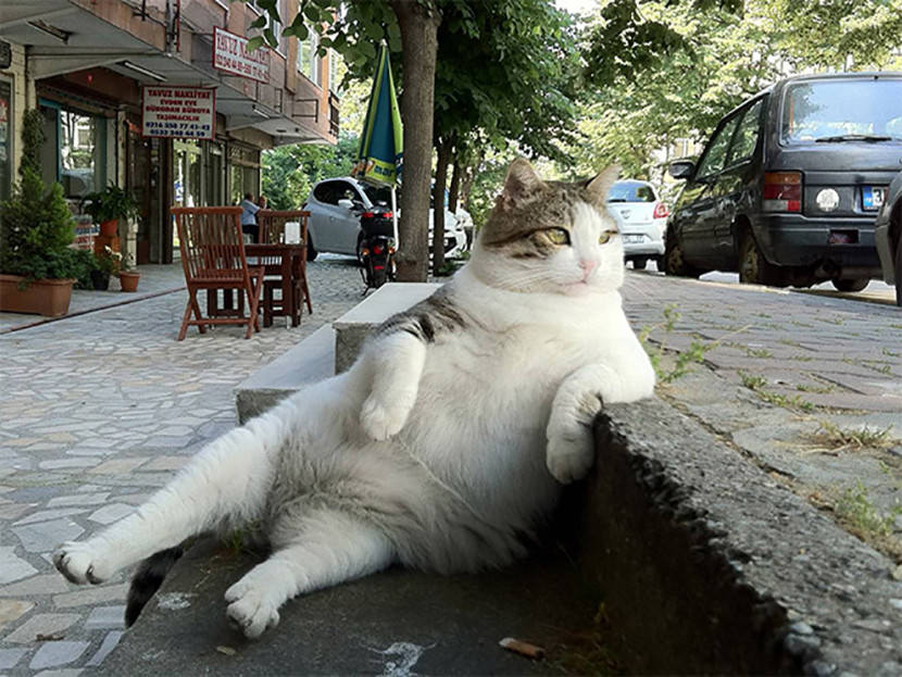 Awkwardly-sitting-cats-1-830x623.jpeg