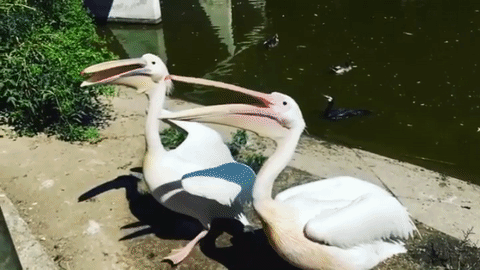 ba991011686e458fb36c2e82d49d0874.gif