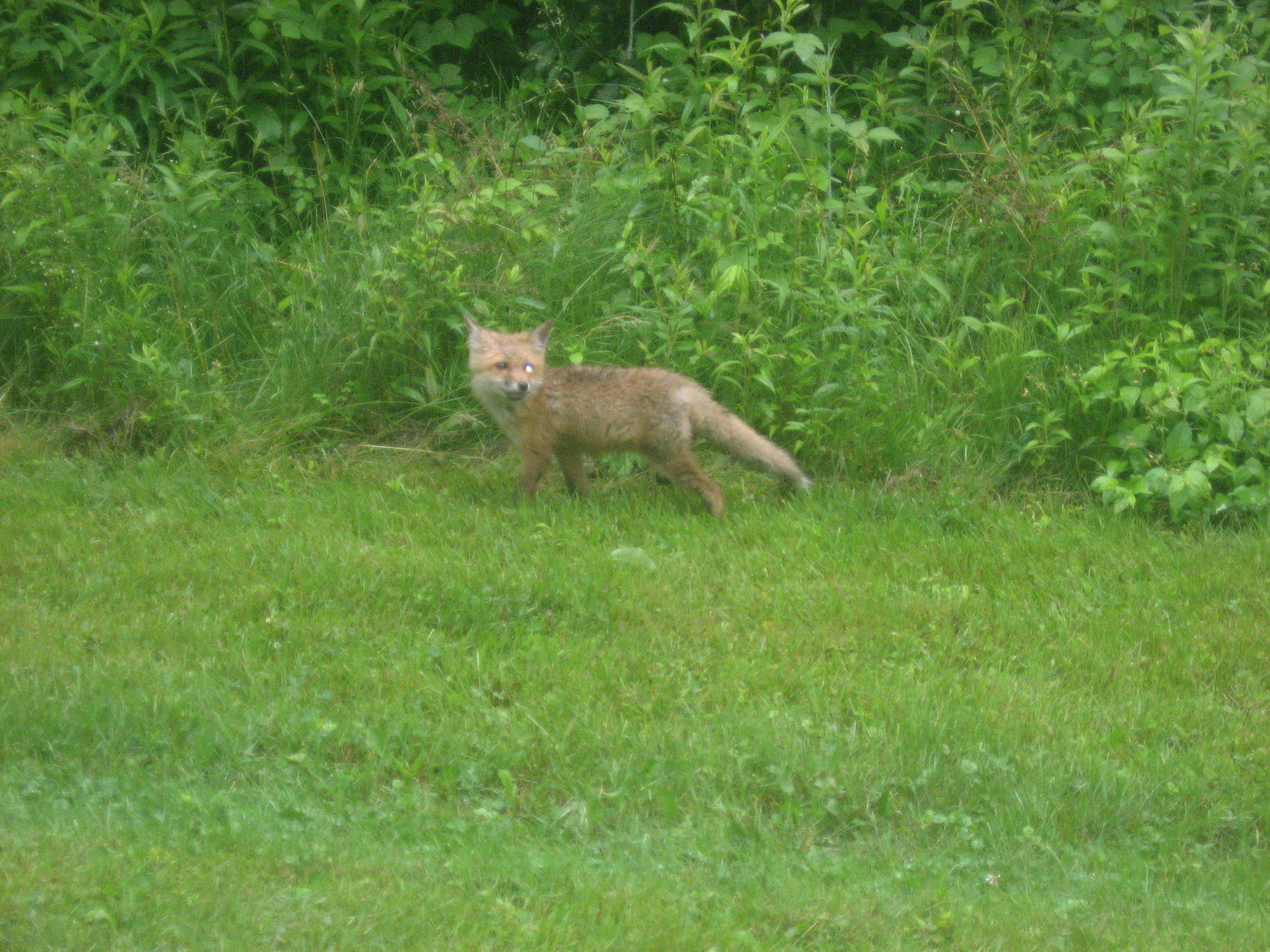 Baby Fox at Letchworth.jpg