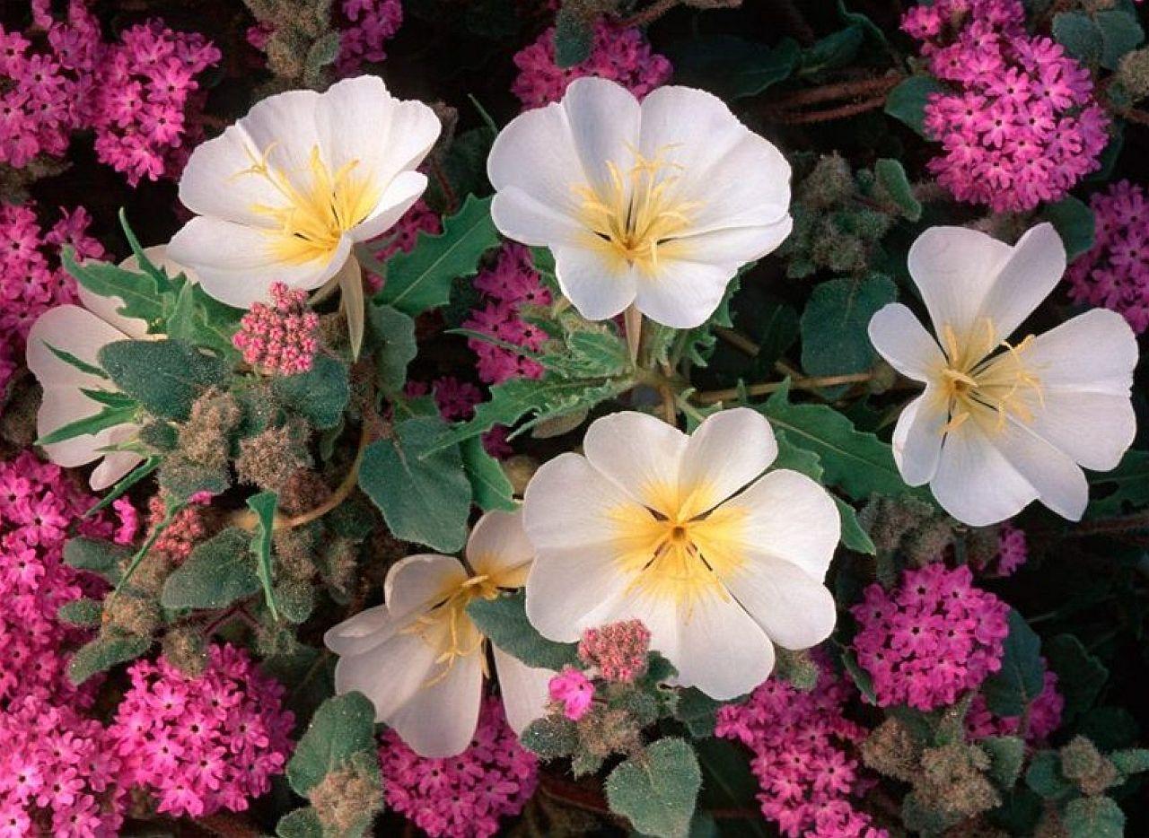 Bankoboev.Ru_cvety_pustyni_primroza_i_peschanaya_verbena.jpg