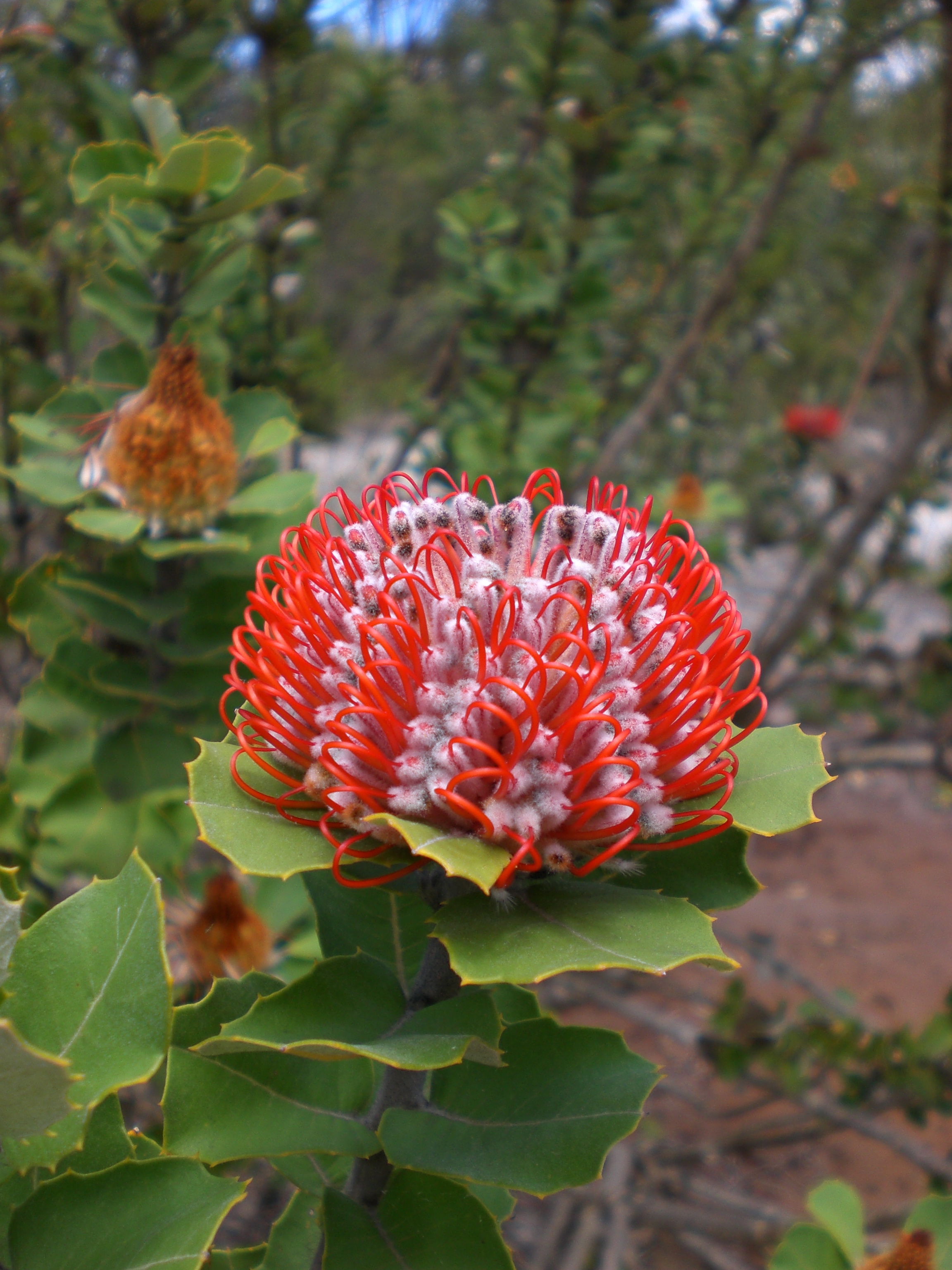 Banksia_coccinea_-_Little_Grove_3.jpg
