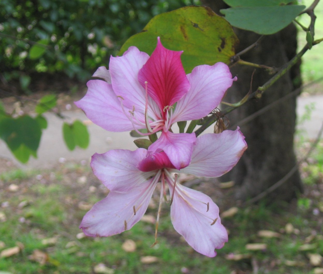 Bauhinia_variegata_flower.jpg
