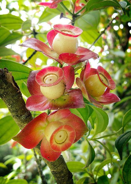 bd7cddc3d8c12f4c66e35bb2903f9dc4--strange-flowers-unique-flowers.jpg