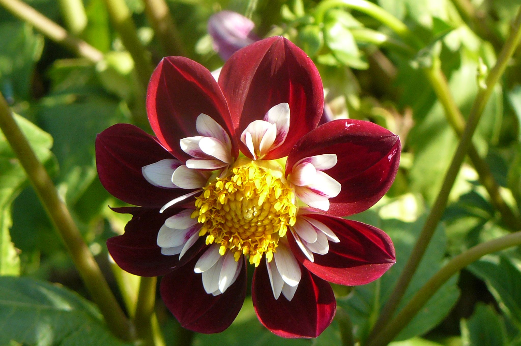 beautiful-crimson-petal-flower-cormatin.jpg