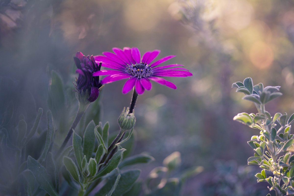 Beautiful-pictures-of-flowers-and-nature-24.jpg