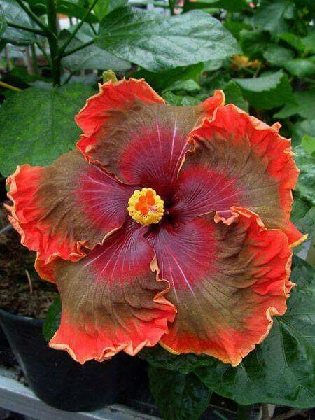 bef99a6244672efe176c37ed1f6595ae--hibiscus-rosa-sinensis-strange-flowers.jpg