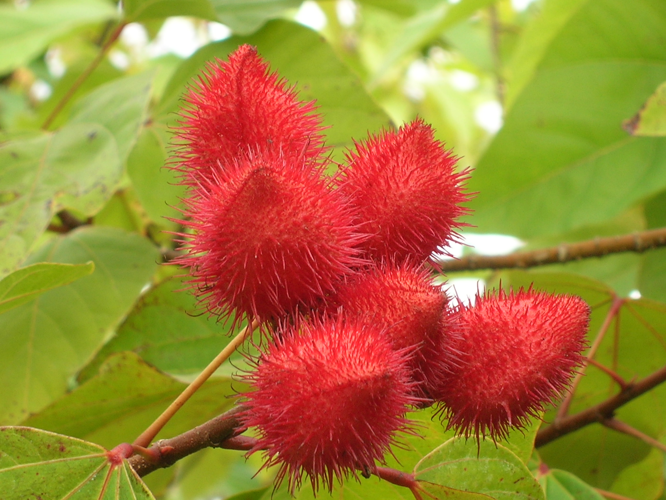 Bixa-orellana-Lipstick-Tree7.jpg