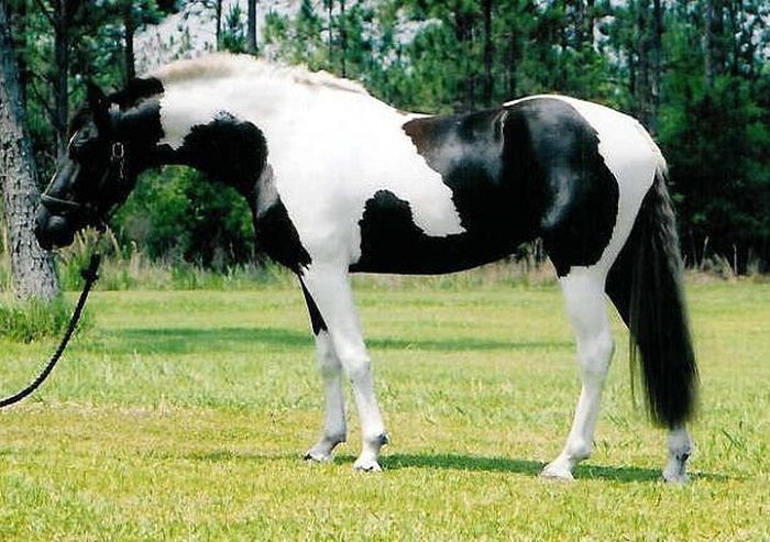 BlackWhitePinto-3.jpg