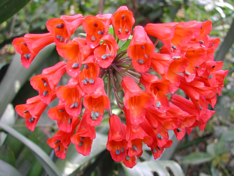 Bomarea_small_red_2326.JPG