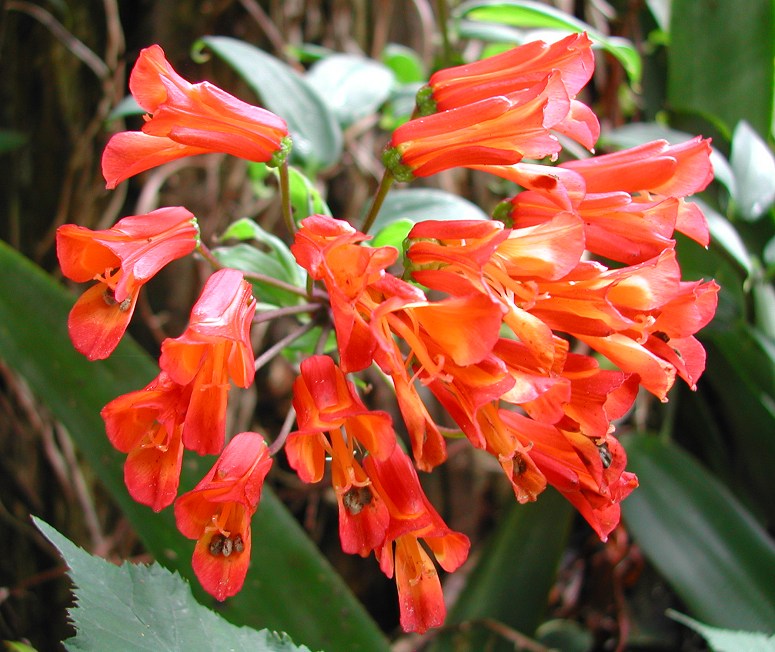 Bomarea_small_red_2685.jpg