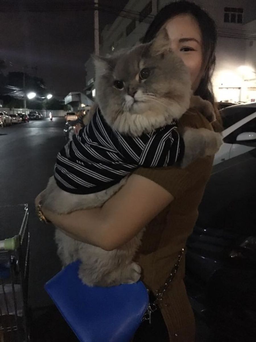 bone-bone-fluffy-cat-thailand-10.jpg
