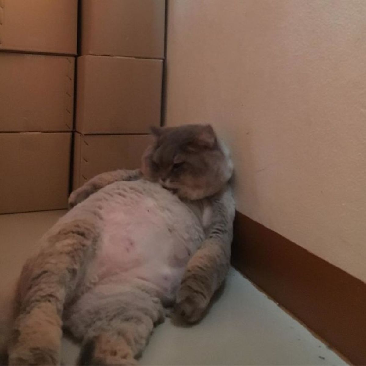 bone-bone-fluffy-cat-thailand-5.jpg