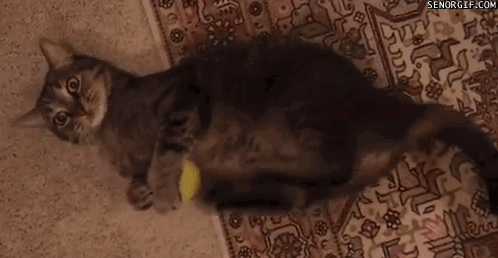 bx4JT71bXC.gif