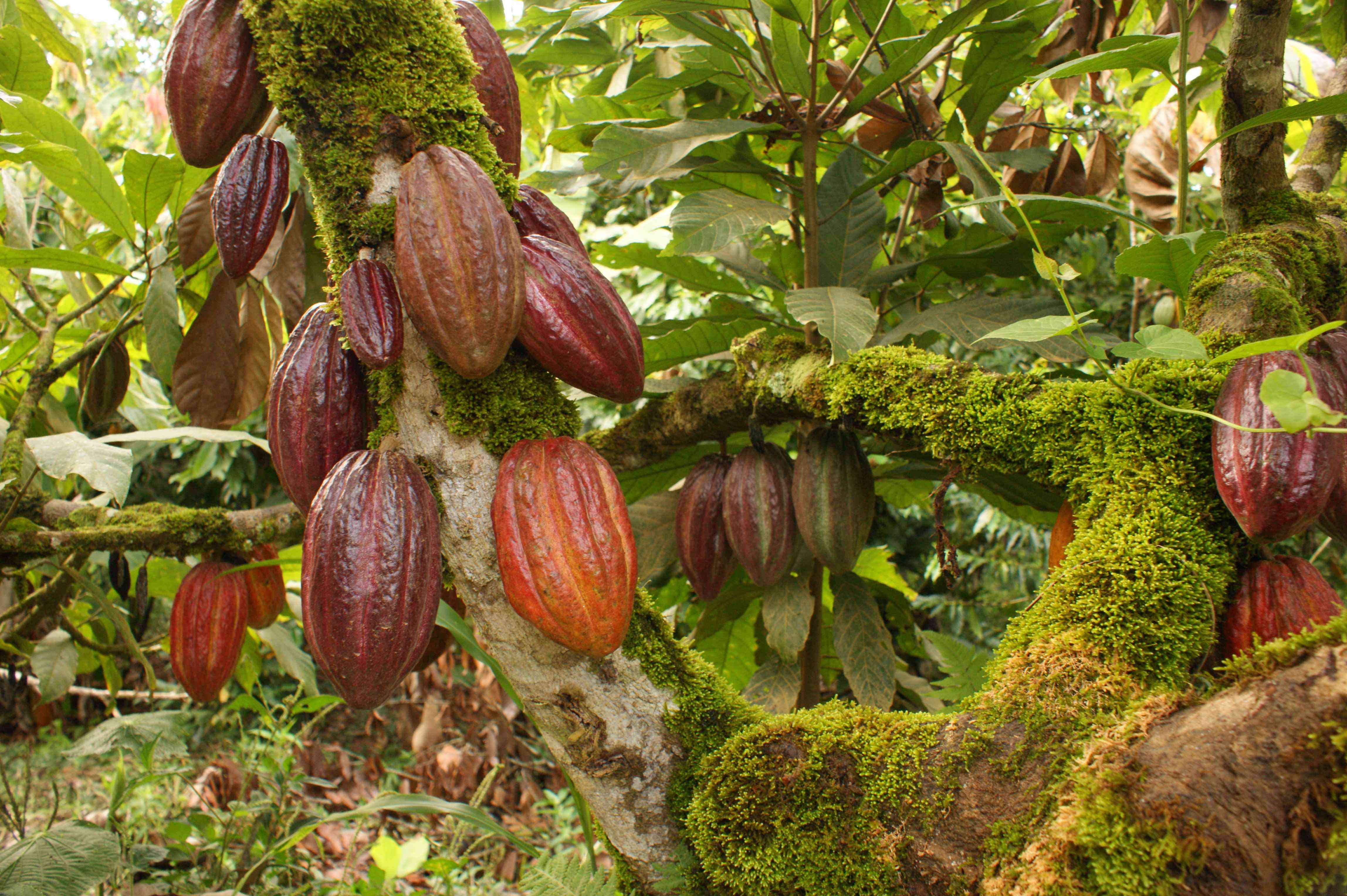 cacao.jpg