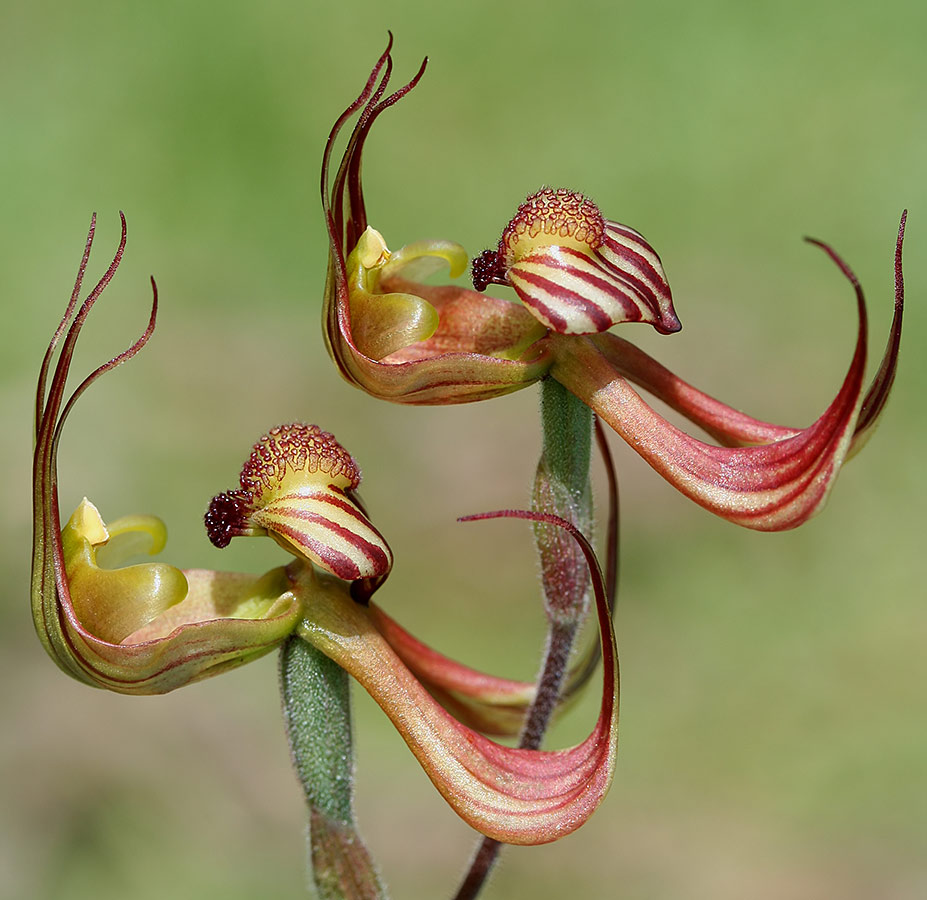 Caladenia-multiclavia-Needilup-5-Oct-2008.jpg