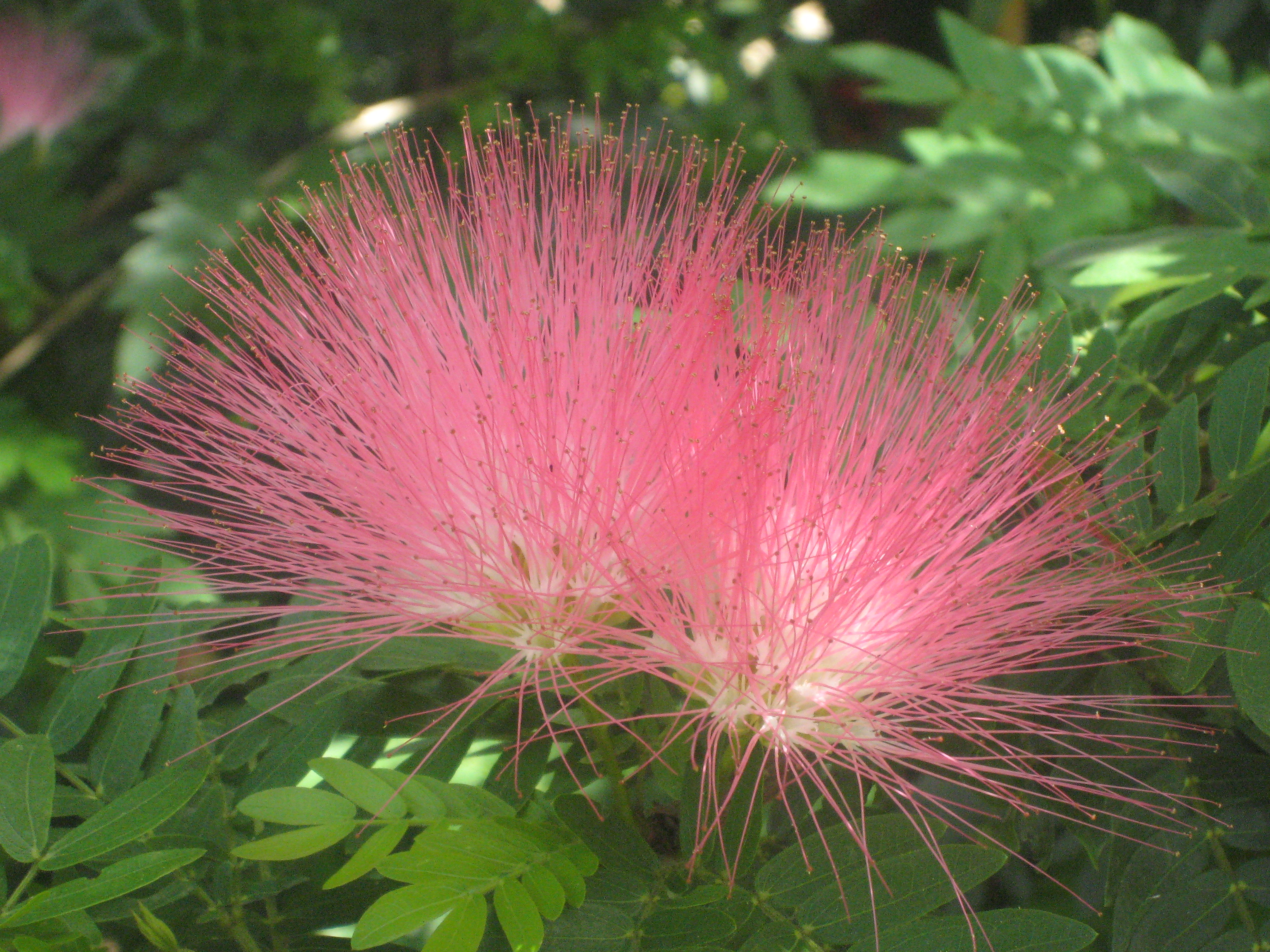 Calliandra-surinamensisPink-Powderpuff5.jpg