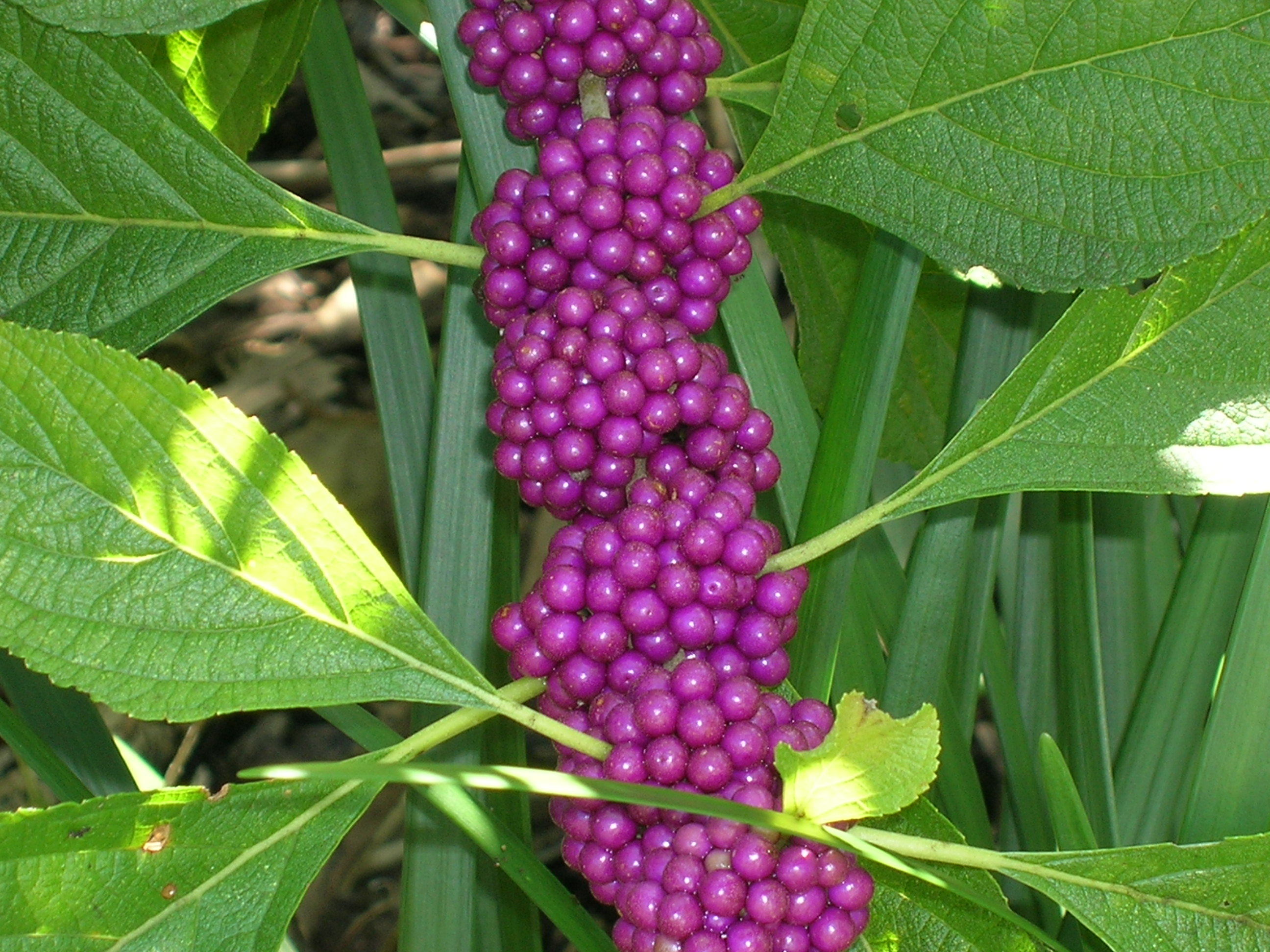 Callicarpa-americana-American-Beautyberry13.jpg