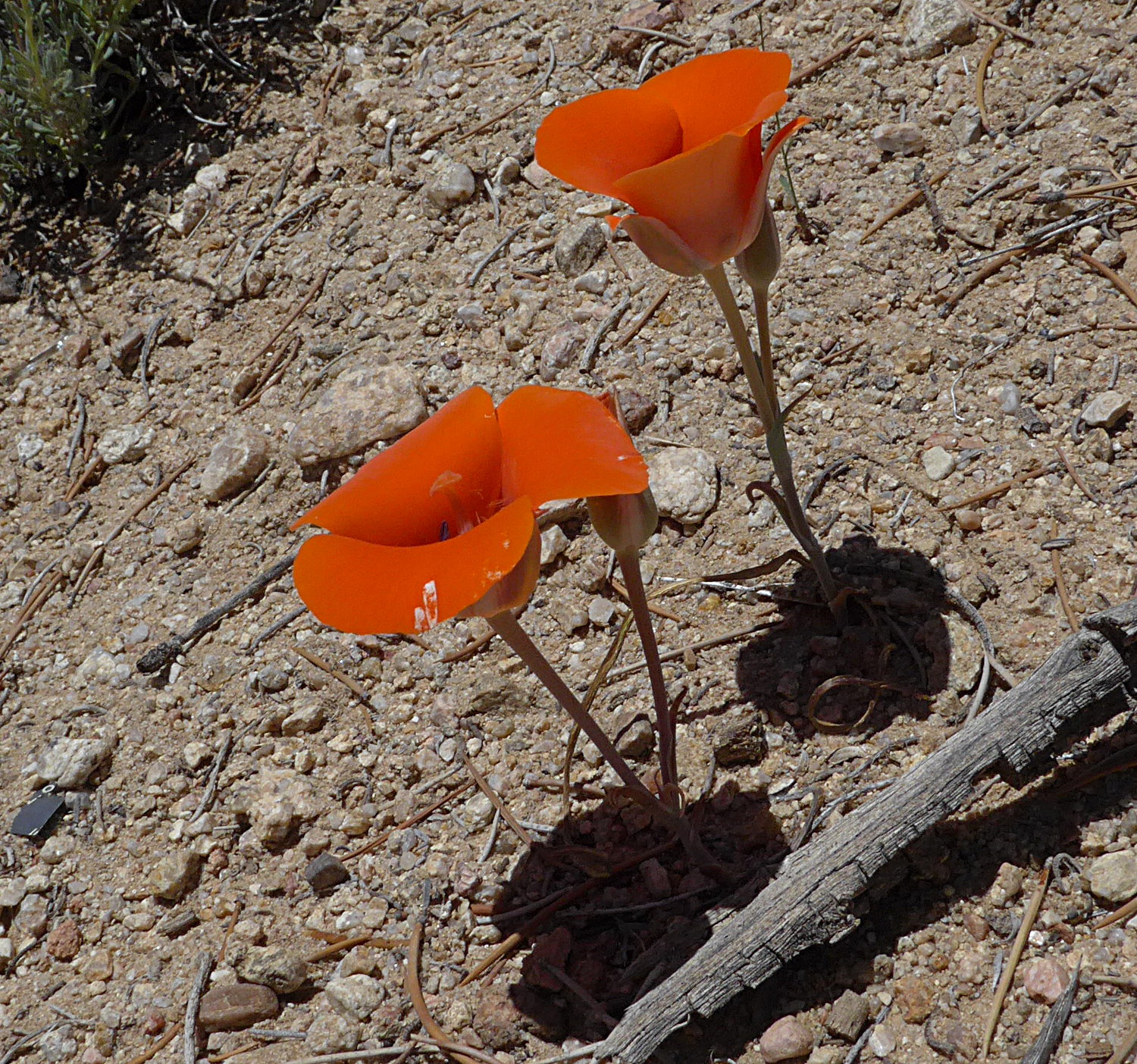 calochortus-kennedyi-littleplants.jpeg