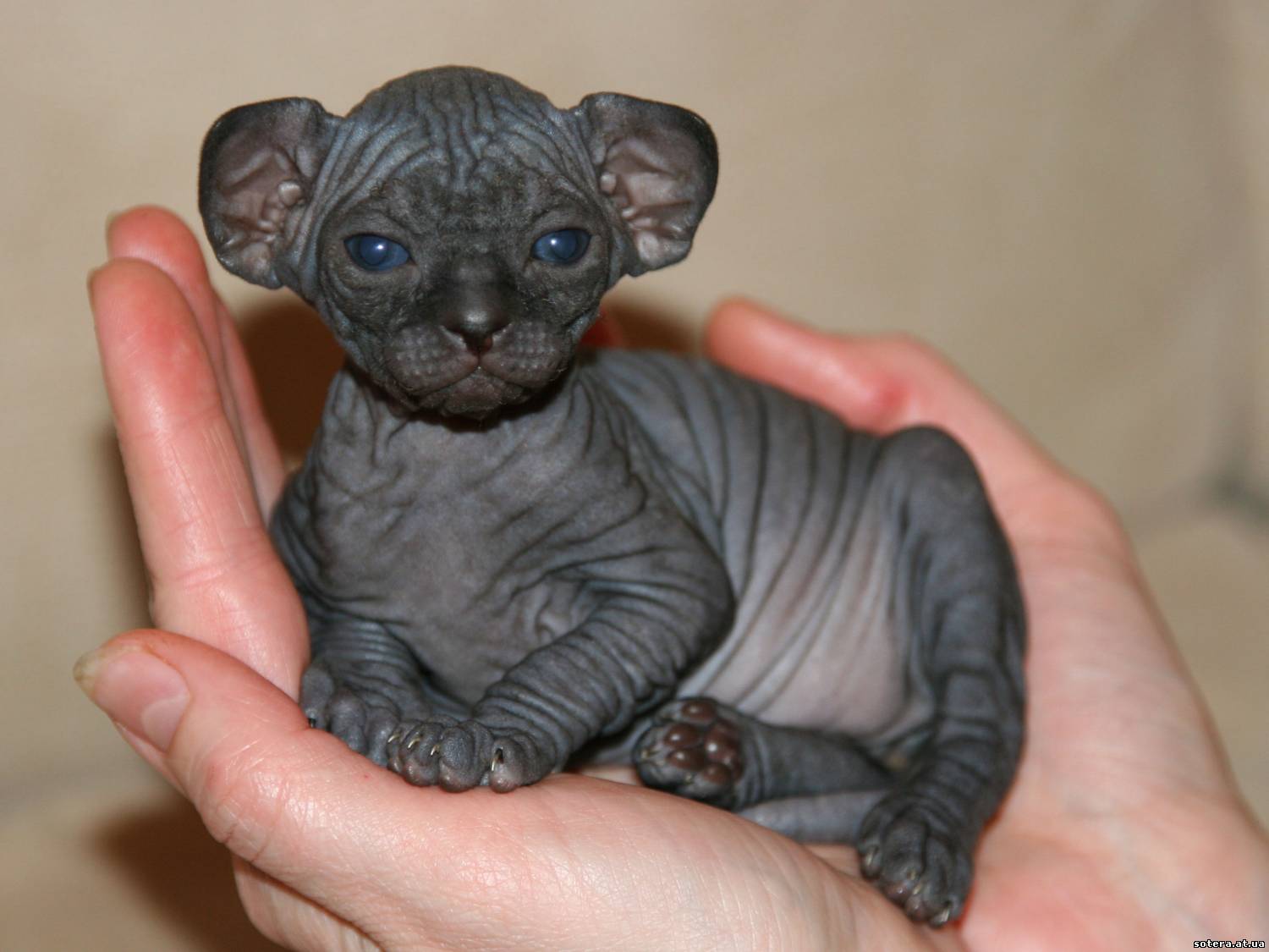 Canadian-Sphynx-kitten-2.jpg