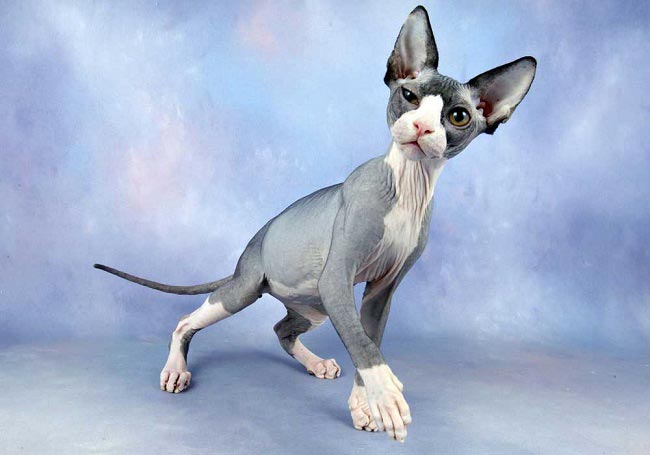 Canadian_Sphynx2.jpg.pagespeed.ce.wk4gOslzHw.jpg