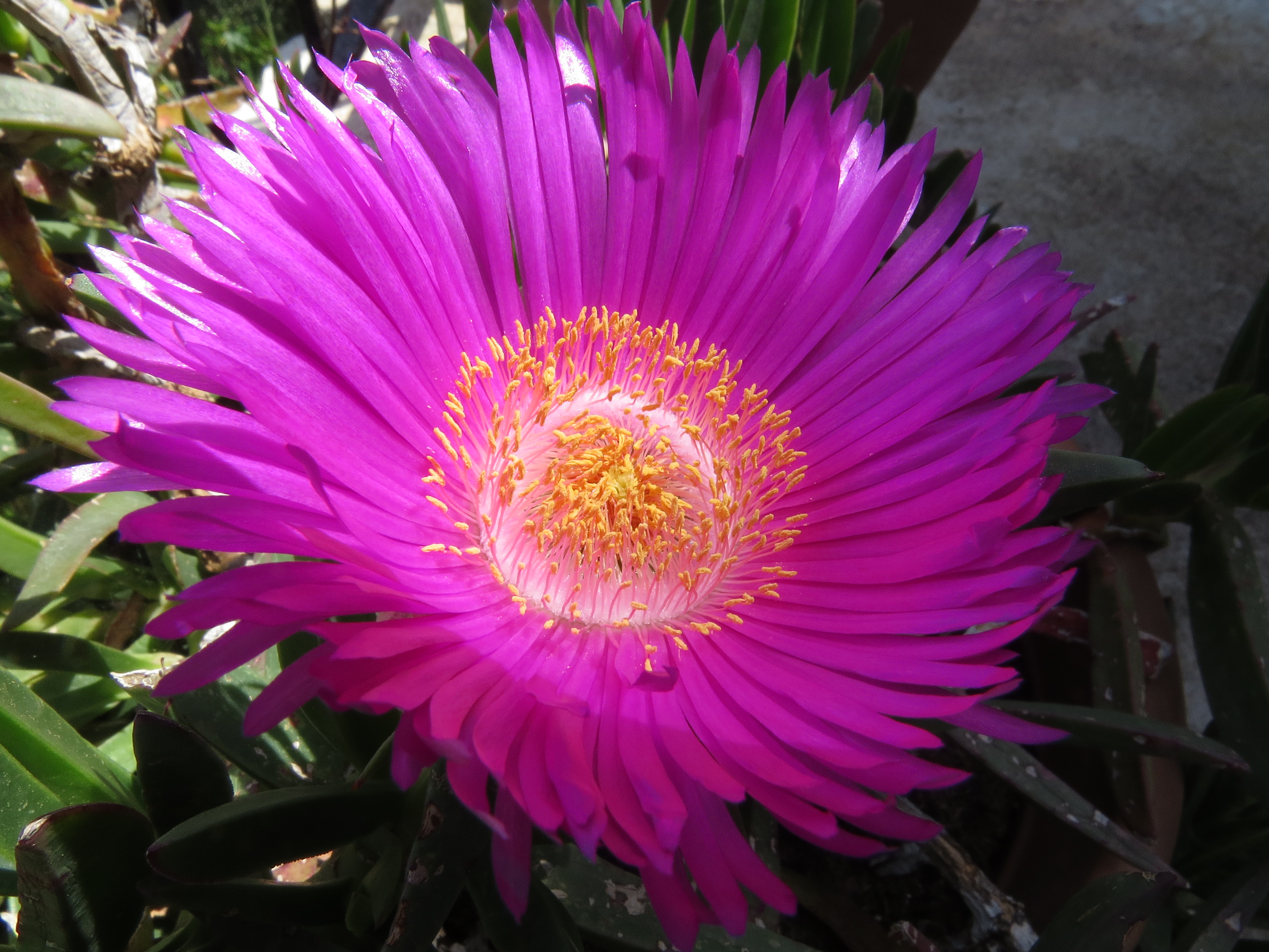 Carpobrotus-acinaciformis.jpg