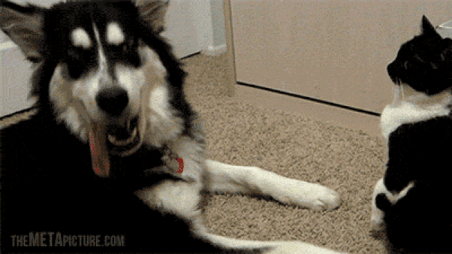 cat-smacking-dog.gif