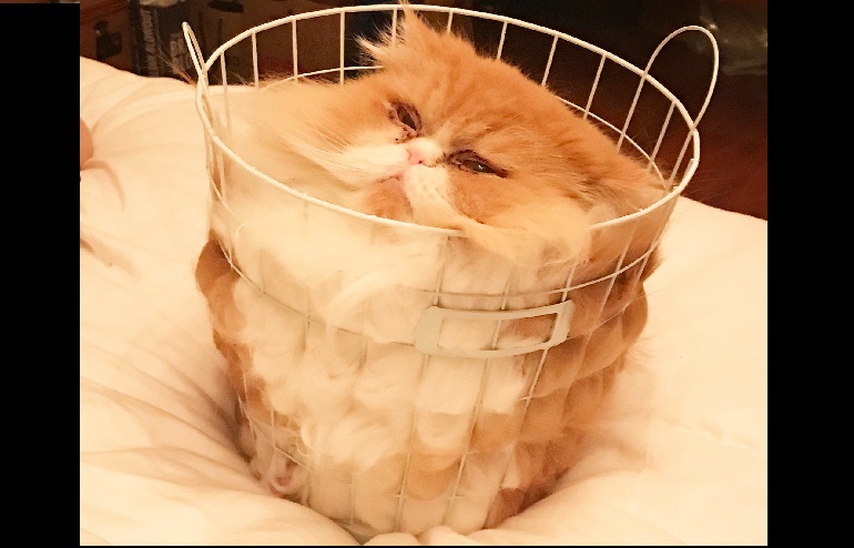 cat-water.jpg